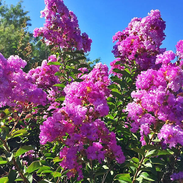 Perennial Crape Myrtle plant