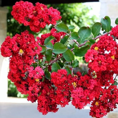 Red Crape Myrtle plant
