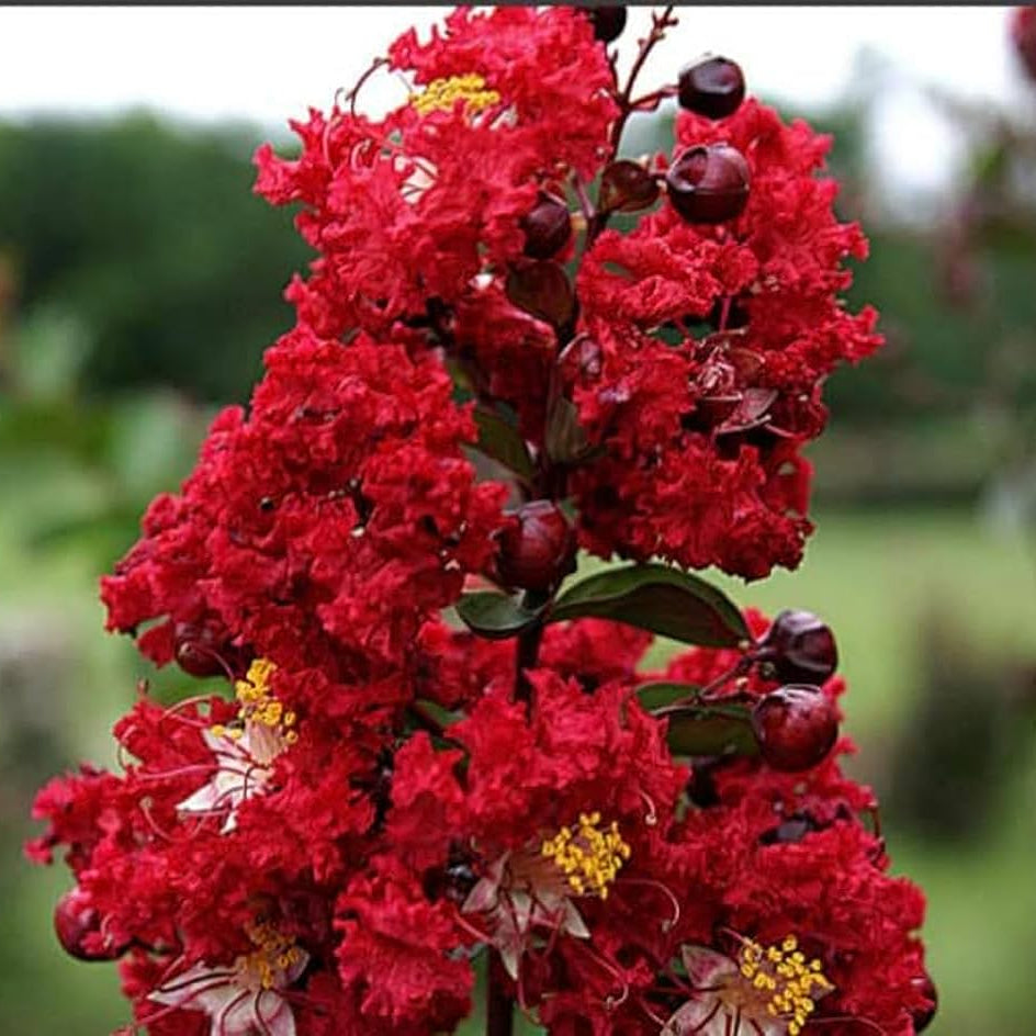 Red Crape Myrtle plant