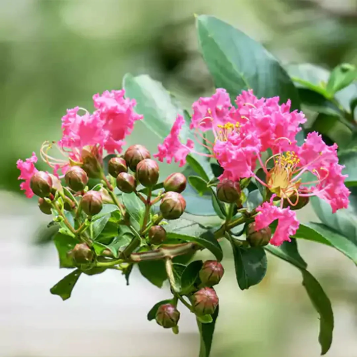 Pink Crape Myrtle plant
