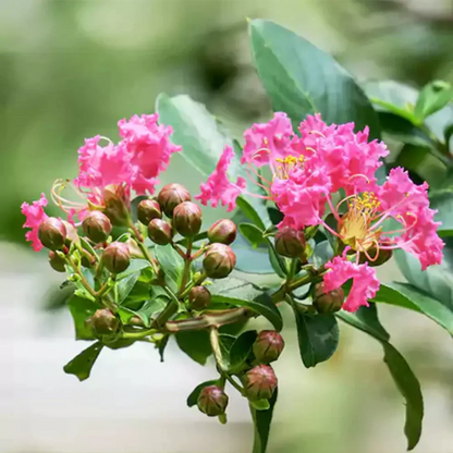 Pink Crape Myrtle plant