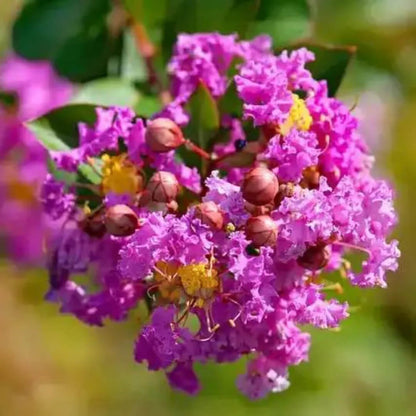 Perennial Crape Myrtle plant
