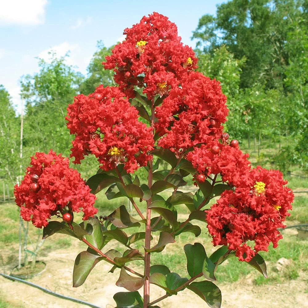 Red Crape Myrtle plant