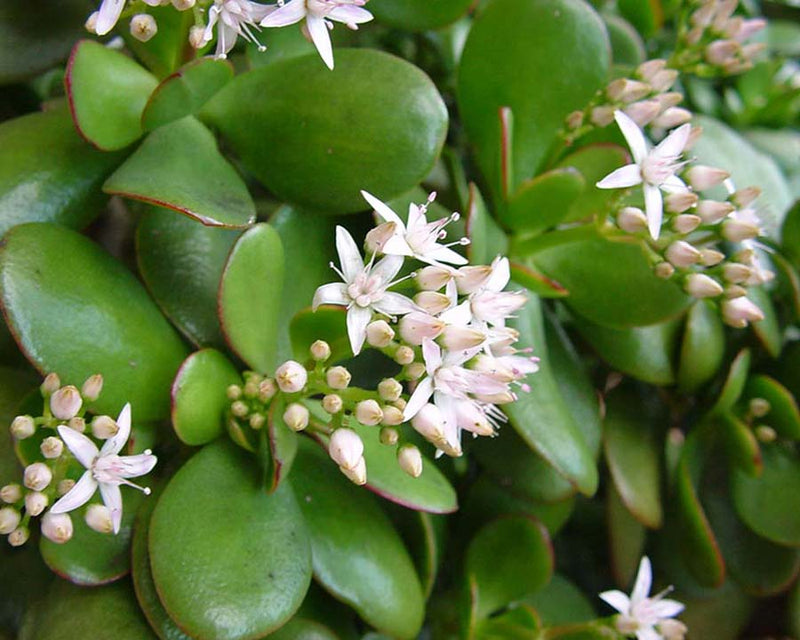 Crassula Flower Seeds for Planting – Heirloom Non-GMO Garden Seeds