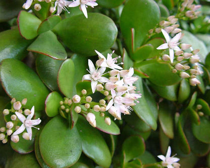 Crassula Flower Seeds for Planting – Heirloom Non-GMO Garden Seeds