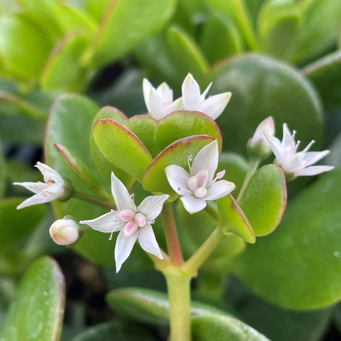 Crassula flower seeds