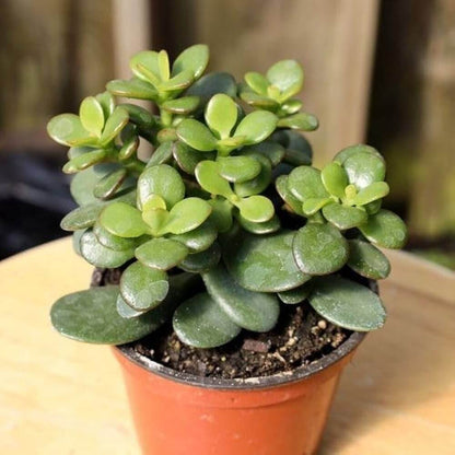 Crassula Ovata plant