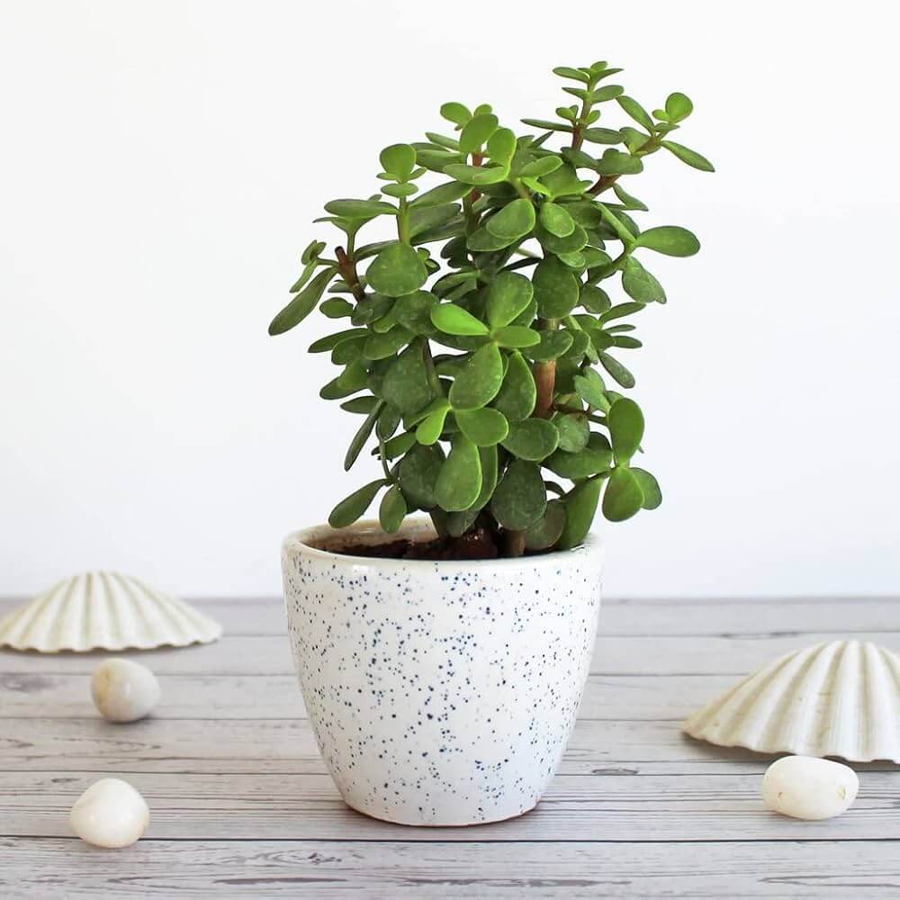 Crassula Ovata plant