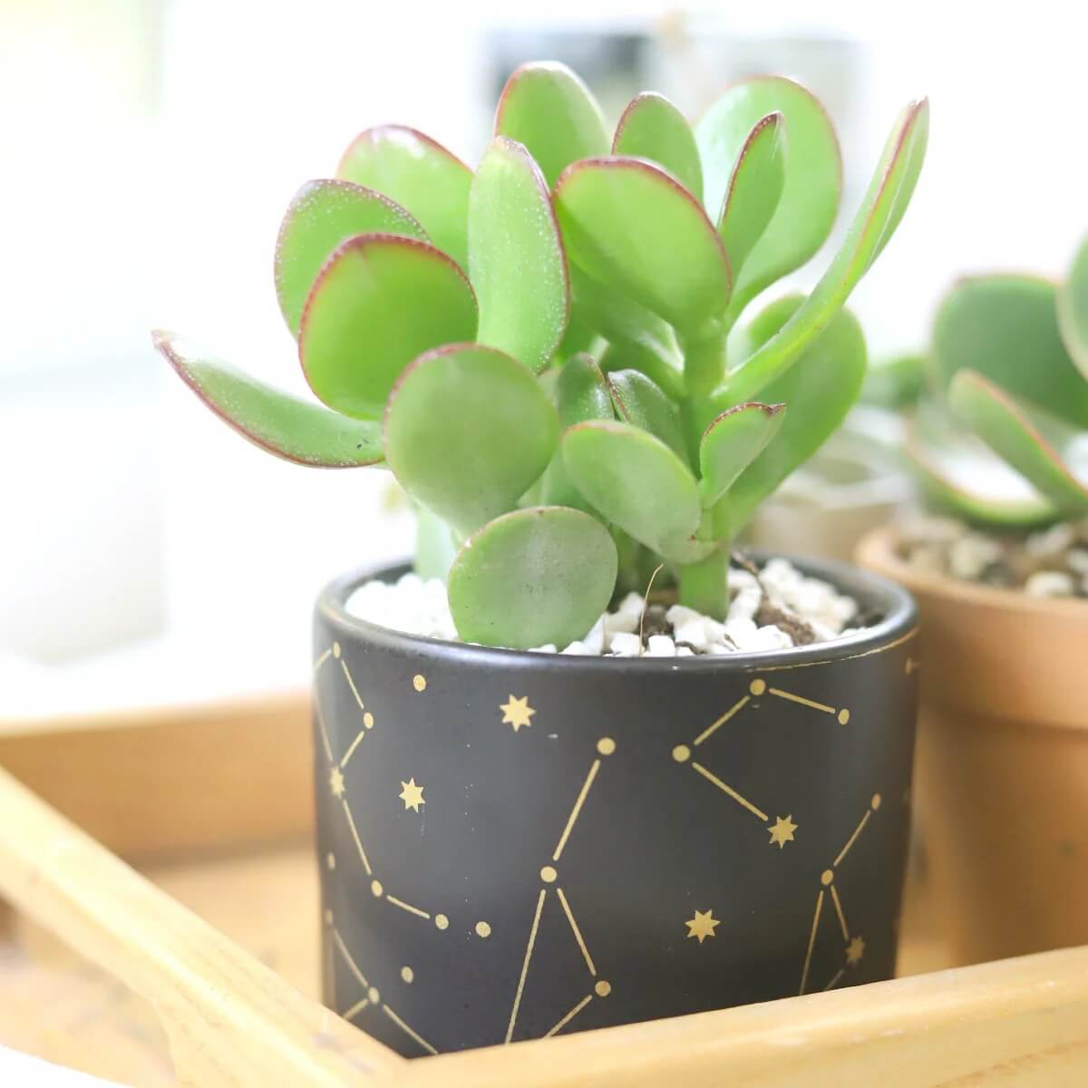 Crassula Ovata plant