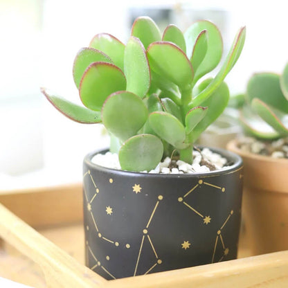 Crassula Ovata plant