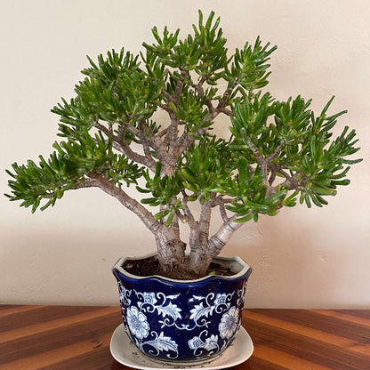 Crassula Ovata plant