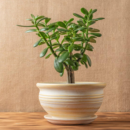 Crassula Ovata plant
