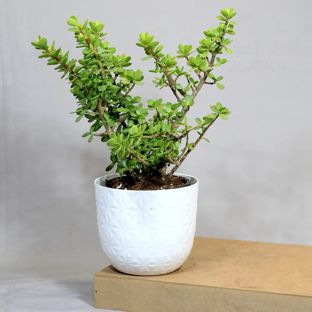 Crassula Ovata plant