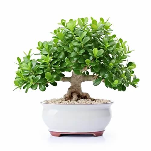 Crassula Ovata plant