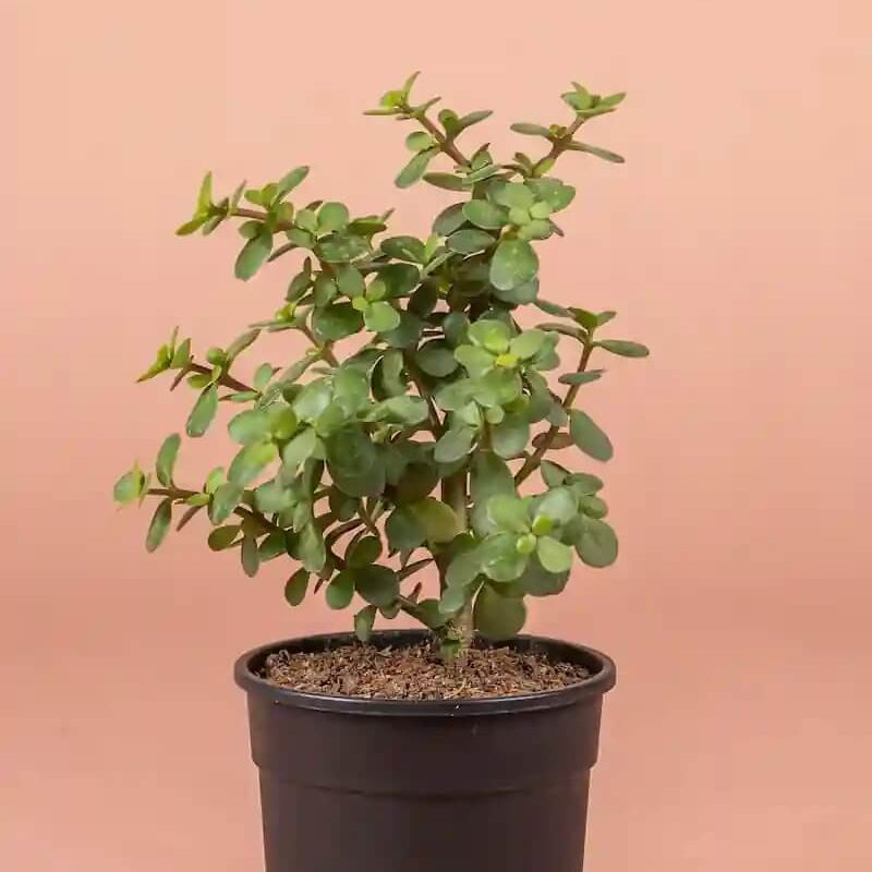 Crassula Ovata plant