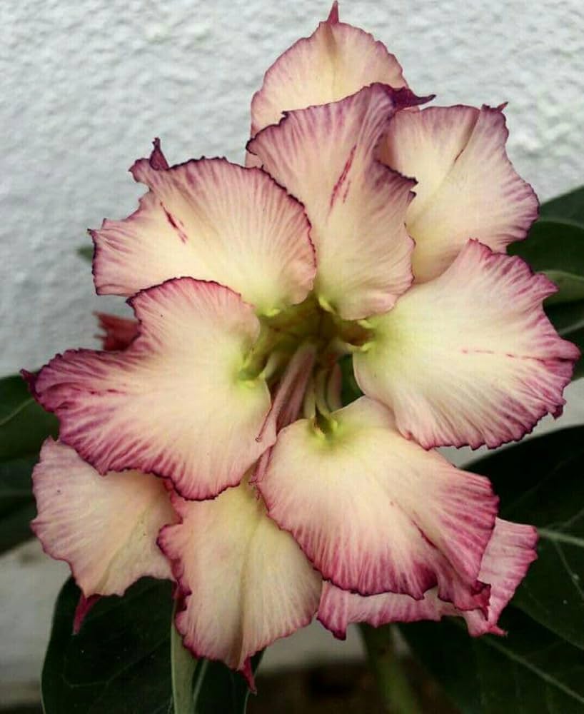 Cream Pink flower seeds