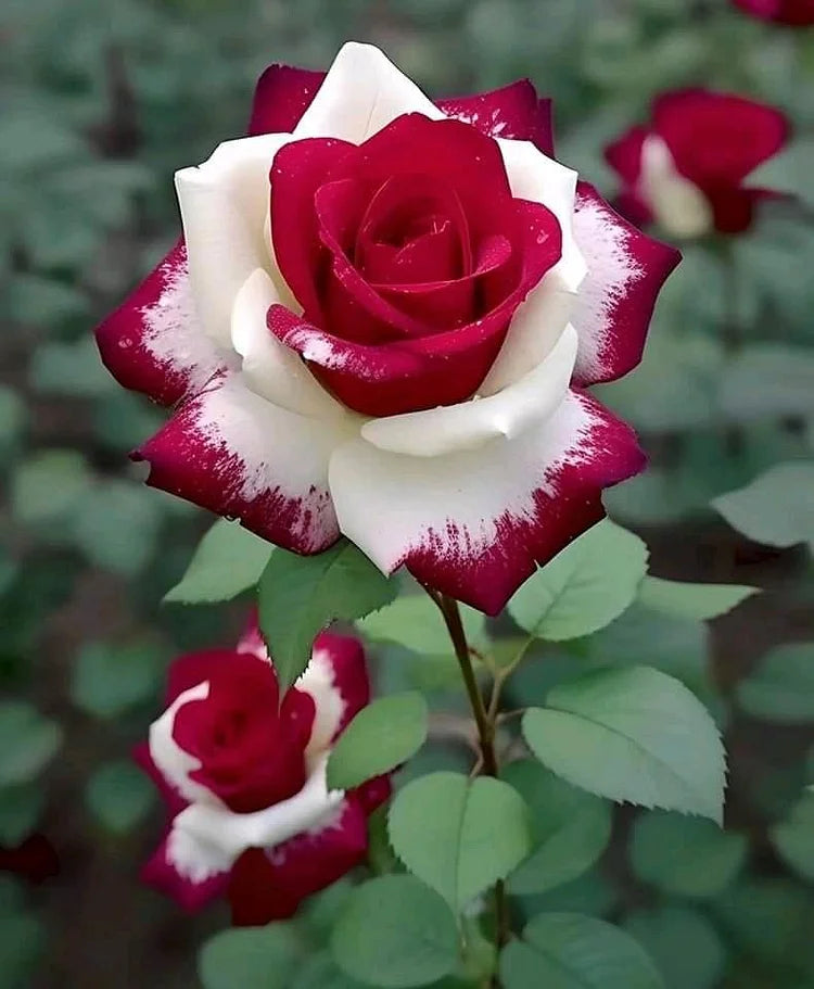 Cream Red flower seeds