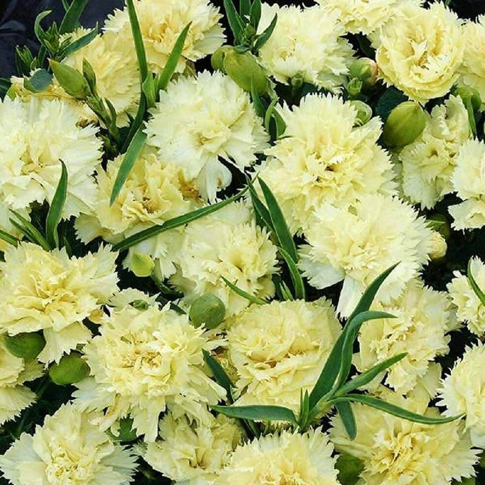 Cream Carnation Dianthus plant