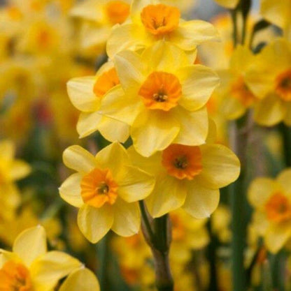 Cream Orange Daffodil plant