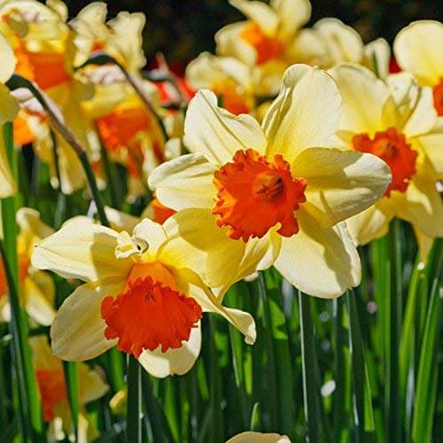 Cream Orange Daffodil plant