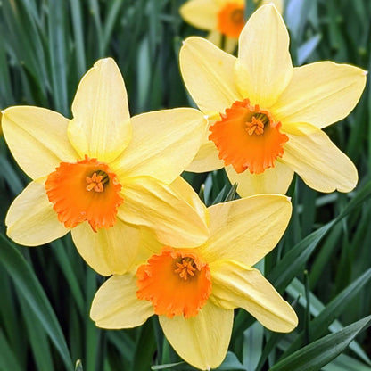 Cream Orange Daffodil plant