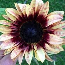 Cream Violet sunflower flowers growing on compact plants in a home garden