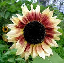 Cream Violet sunflower flowers growing on compact plants in a home garden