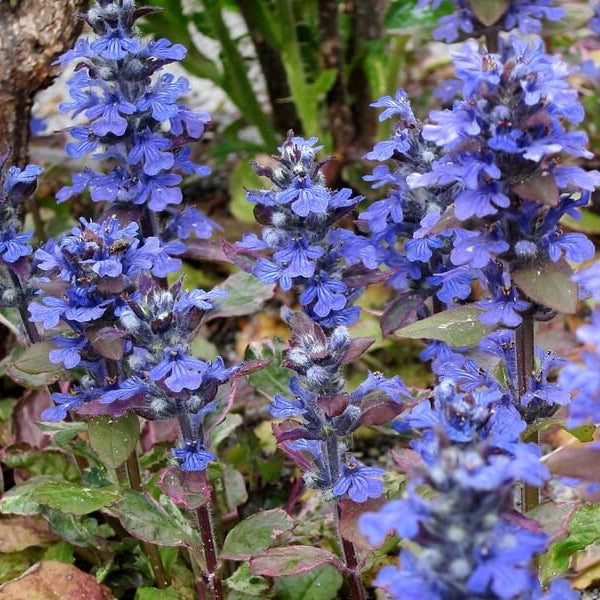 Creeping Ajuga plant