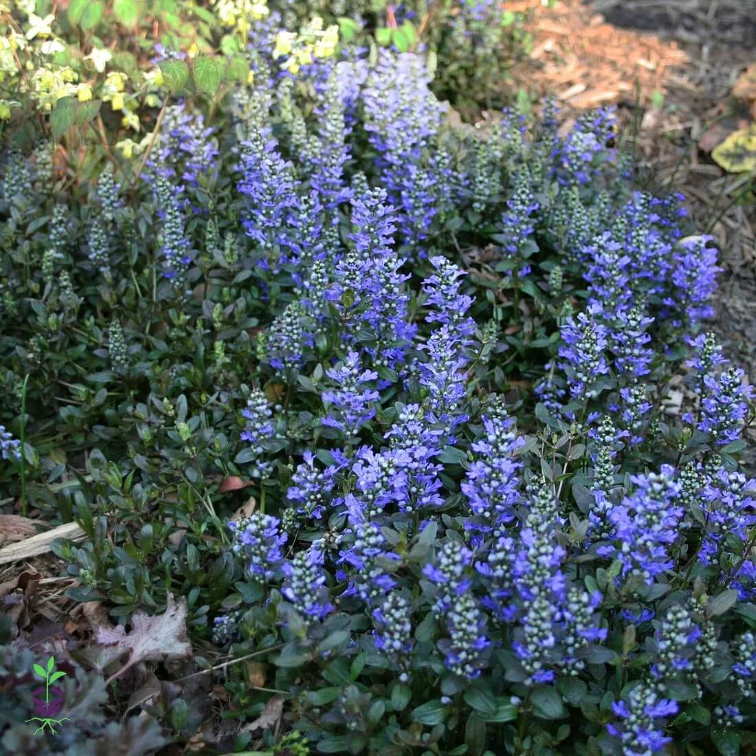 Creeping Ajuga plant