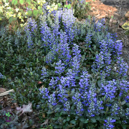 Creeping Ajuga plant