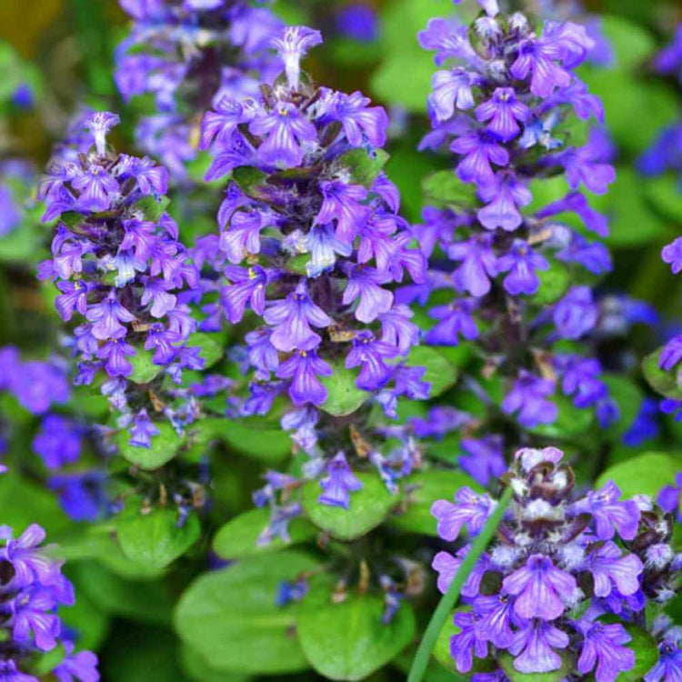 Creeping Ajuga plant