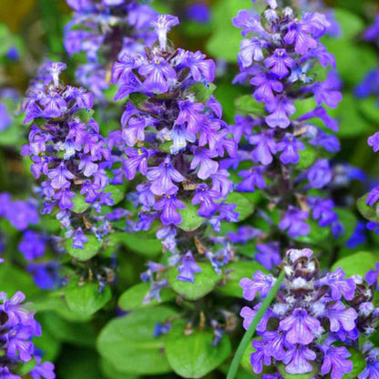 Creeping Ajuga plant
