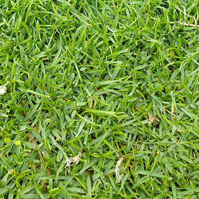 Creeping Bentgrass seeds for planting and fine green turf grass