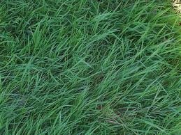 Creeping Bentgrass seeds for planting and fine green turf grass