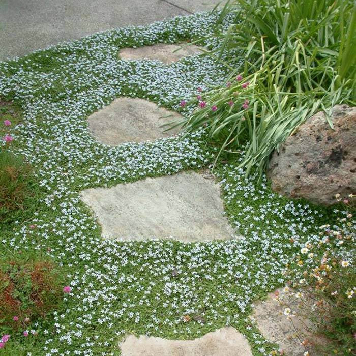 Creeping Blue Star plant