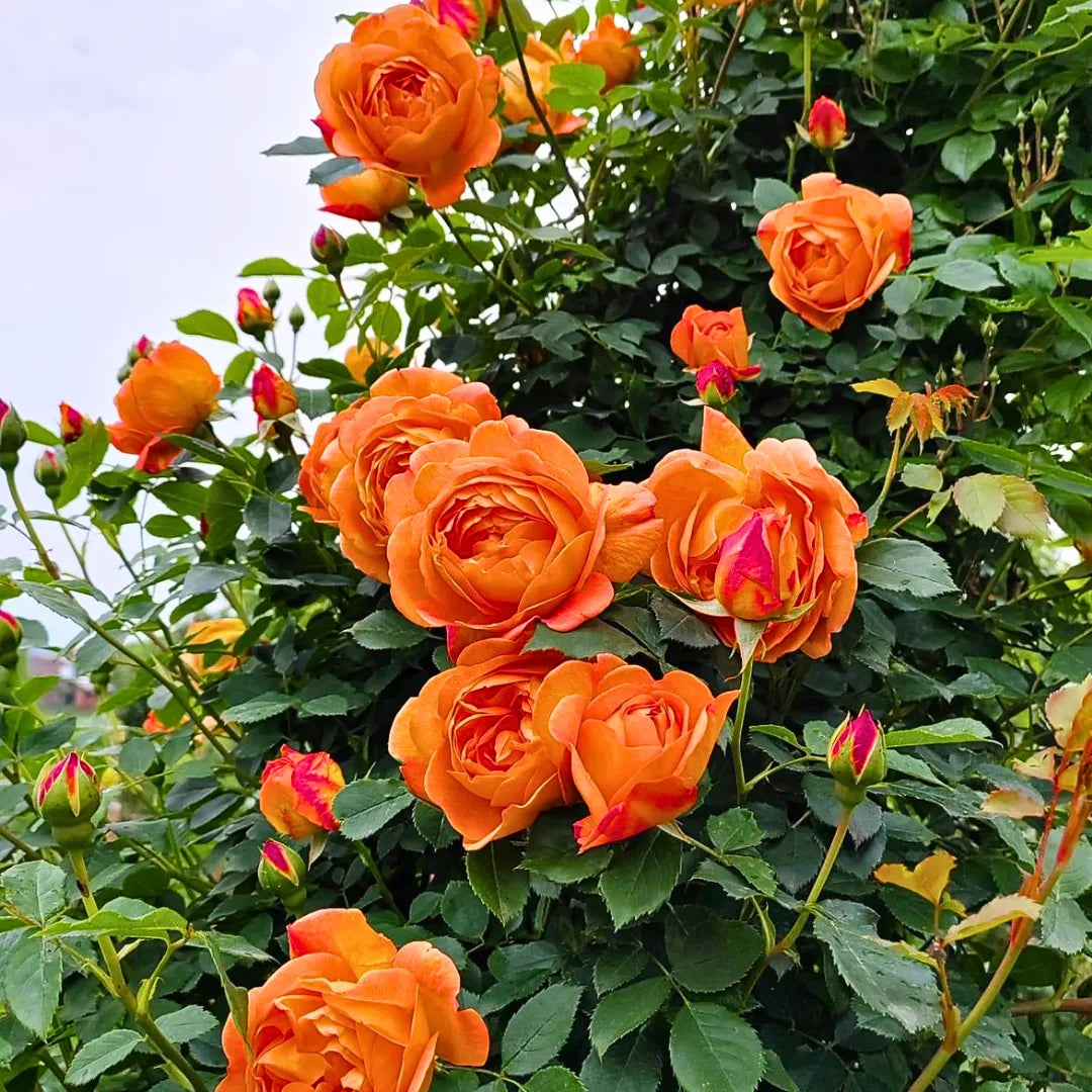 Full Orange flower seeds