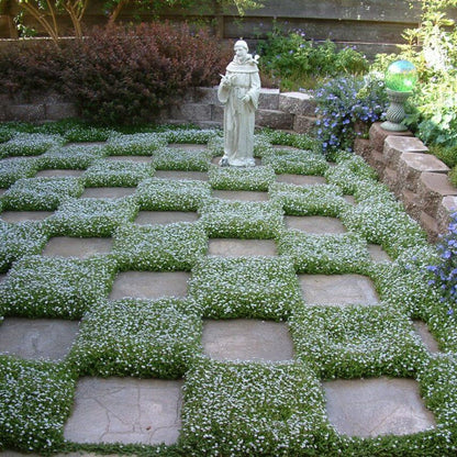 Creeping Ground Cover plant