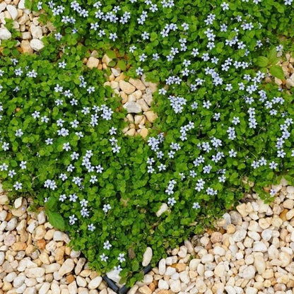 Creeping Ground Cover plant
