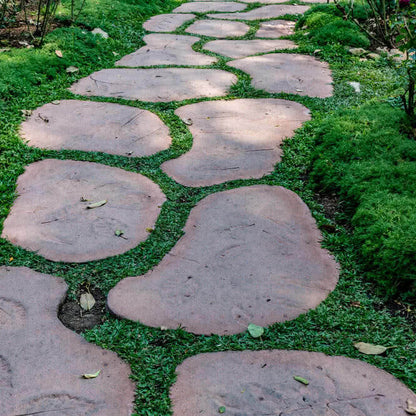 Creeping Ground Cover plant
