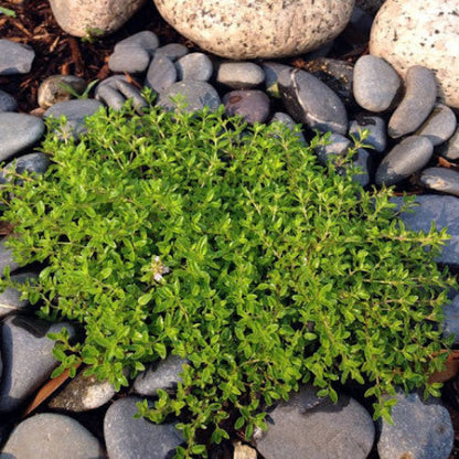 Creeping Herb plant