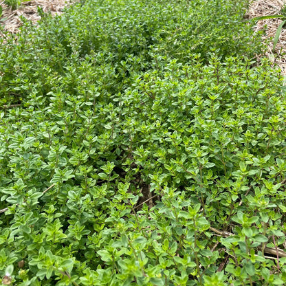 Creeping Herb plant