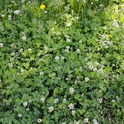 Creeping Herb plant
