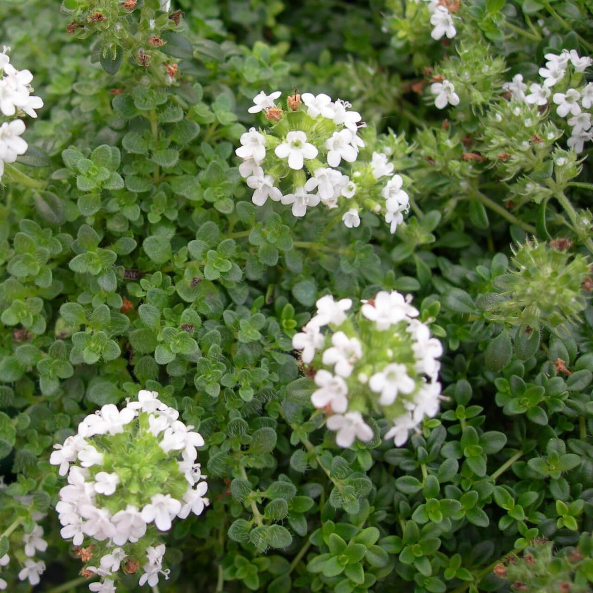 Creeping Herb plant