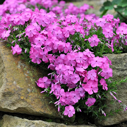 Creeping Phlox plant