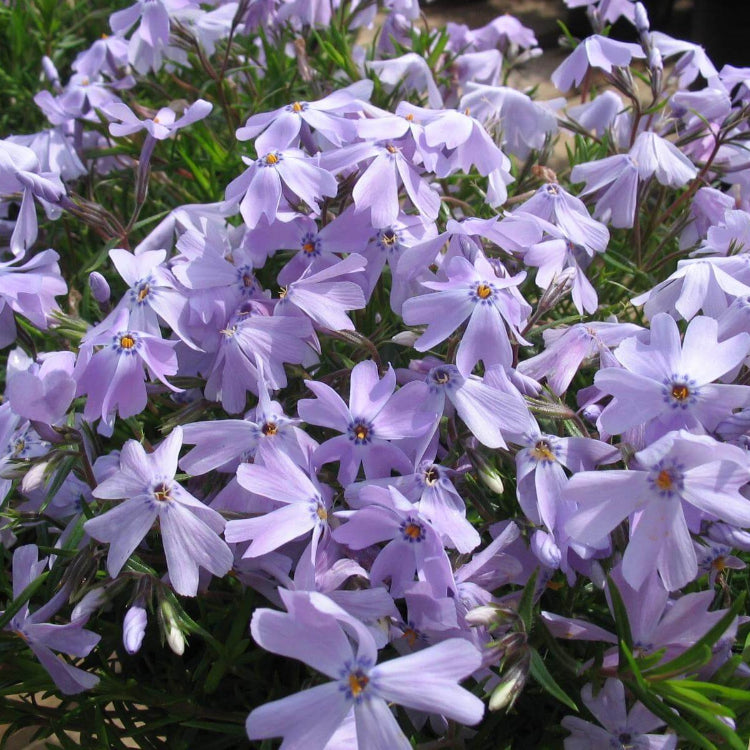 Creeping Phlox plant