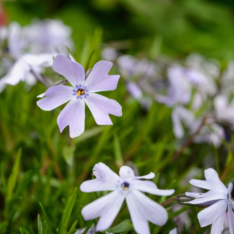 Creeping Phlox plant