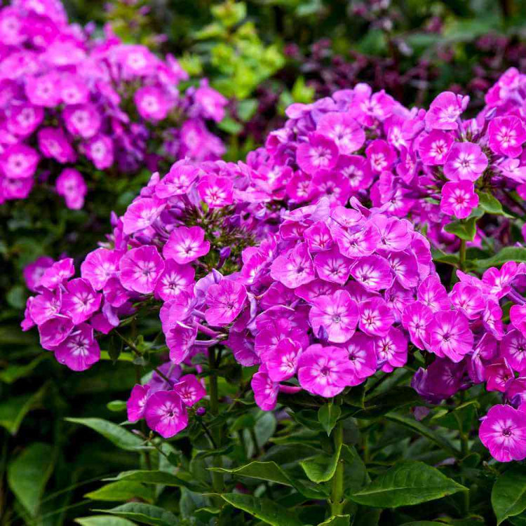 Creeping Phlox plant