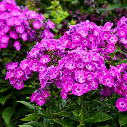 Creeping Phlox plant