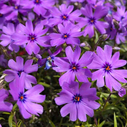 Creeping Phlox plant