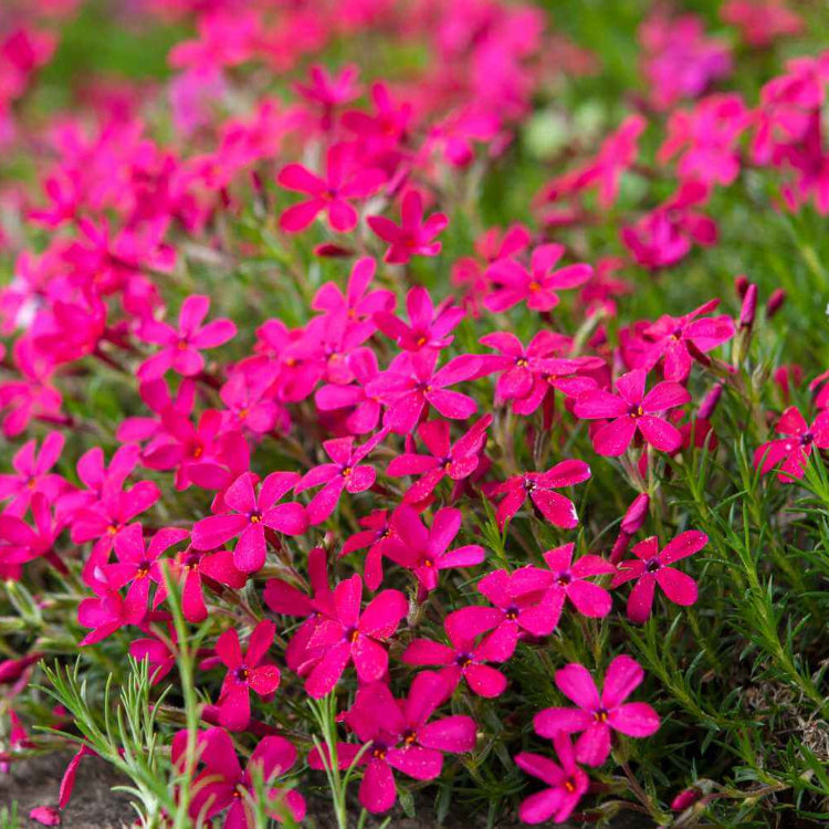 Creeping Phlox plant